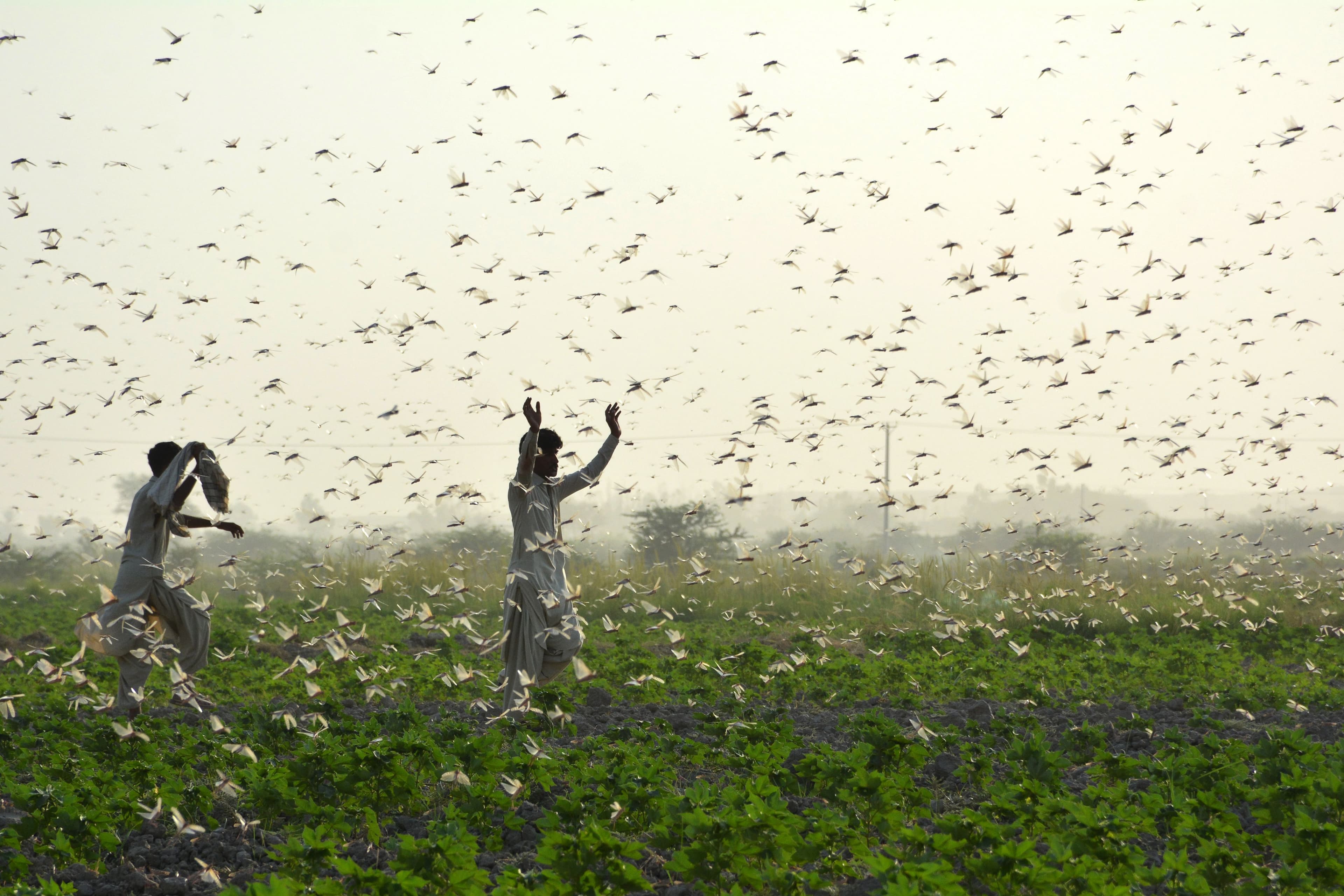 Challenges and Opportunities in Pakistani Agriculture: An Agritech Perspective